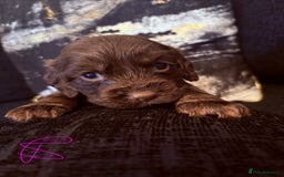 Cocker Spaniel dogs for sale:  Cocker spaniel puppies  - Image 8
