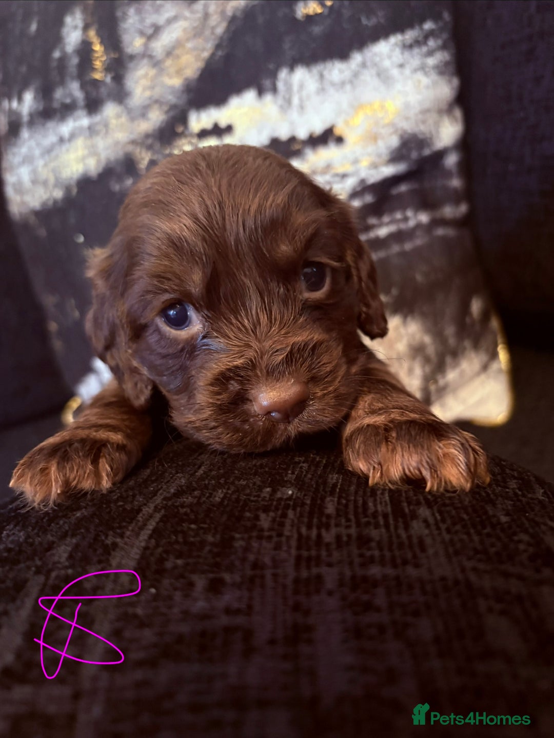 Cocker Spaniel dogs for sale:  Cocker spaniel puppies  - Image 8