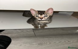 Bengal cats for sale: Bengal Kittens for Sale – Girl & Boy 🐆💛 - Image 8