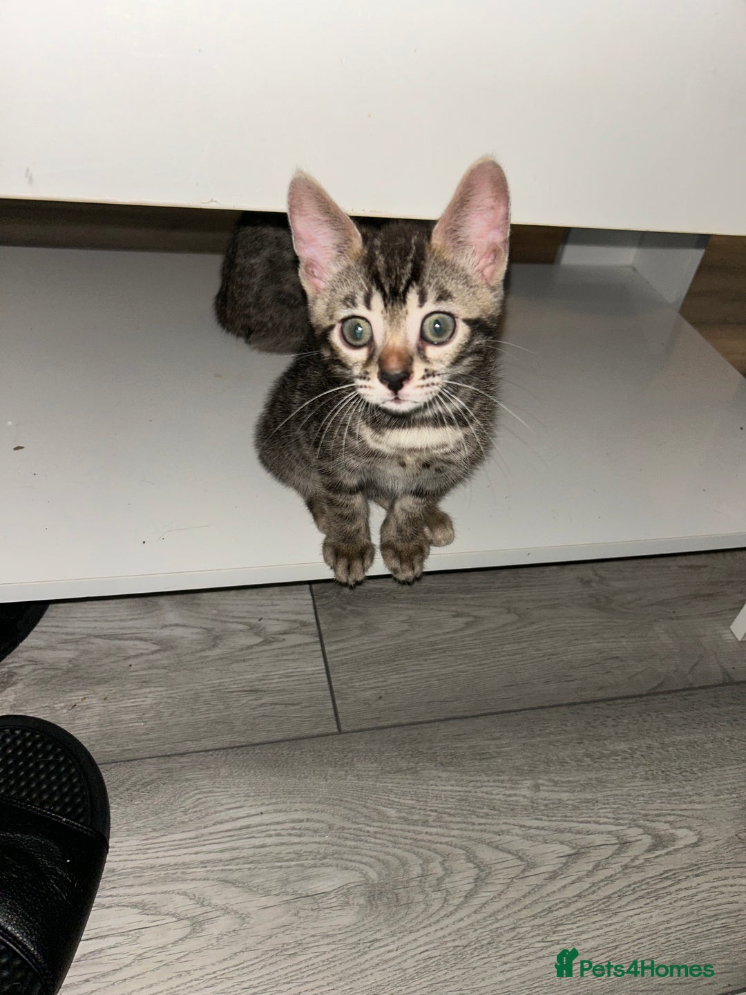 Bengal cats for sale: Bengal Kittens for Sale – Girl & Boy 🐆💛 - Image 8