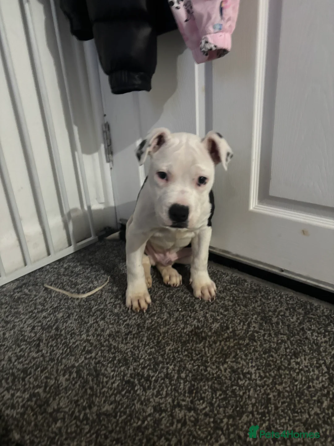 Staffordshire Bull Terrier dogs for sale: Staffordshire Bull Terrier in Carnforth - Advert 2