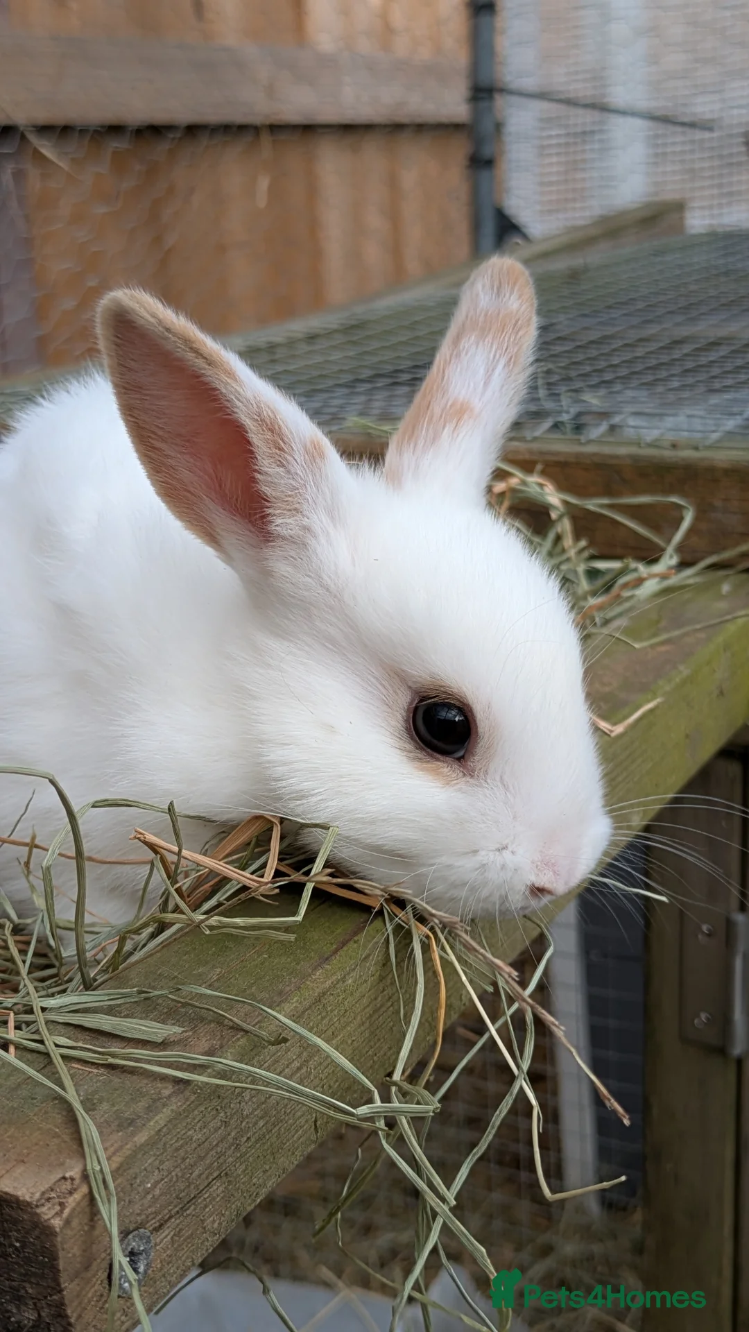 Mixed Breed rabbits for sale: Mini Rex cross kits  in Woodbridge - Advert 2