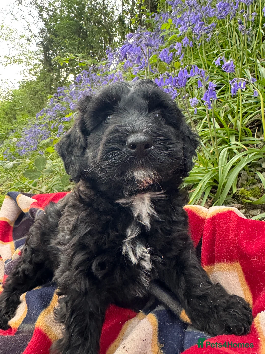 Bordoodle dogs for sale: Intelligent, affectionate, and low-shedding breed - Advert 2