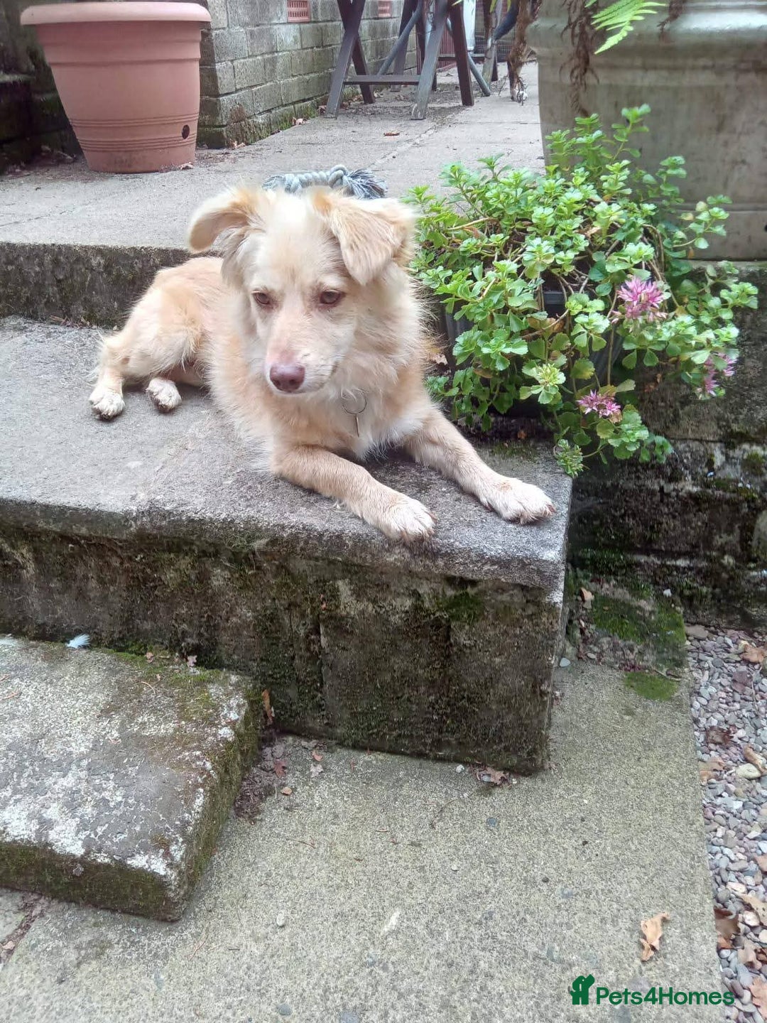 Mixed Breed dogs for adoption: Meet Poppet, currently residing in South Wales - Image 4