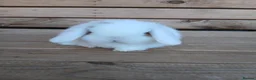 Mini Lop rabbits for sale: Purebred mini lop babies - Advert 16