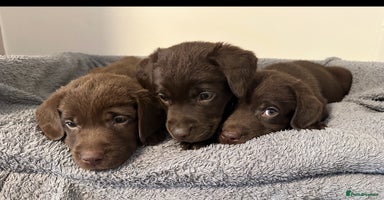 Labrador Retriever dogs - Advert 11