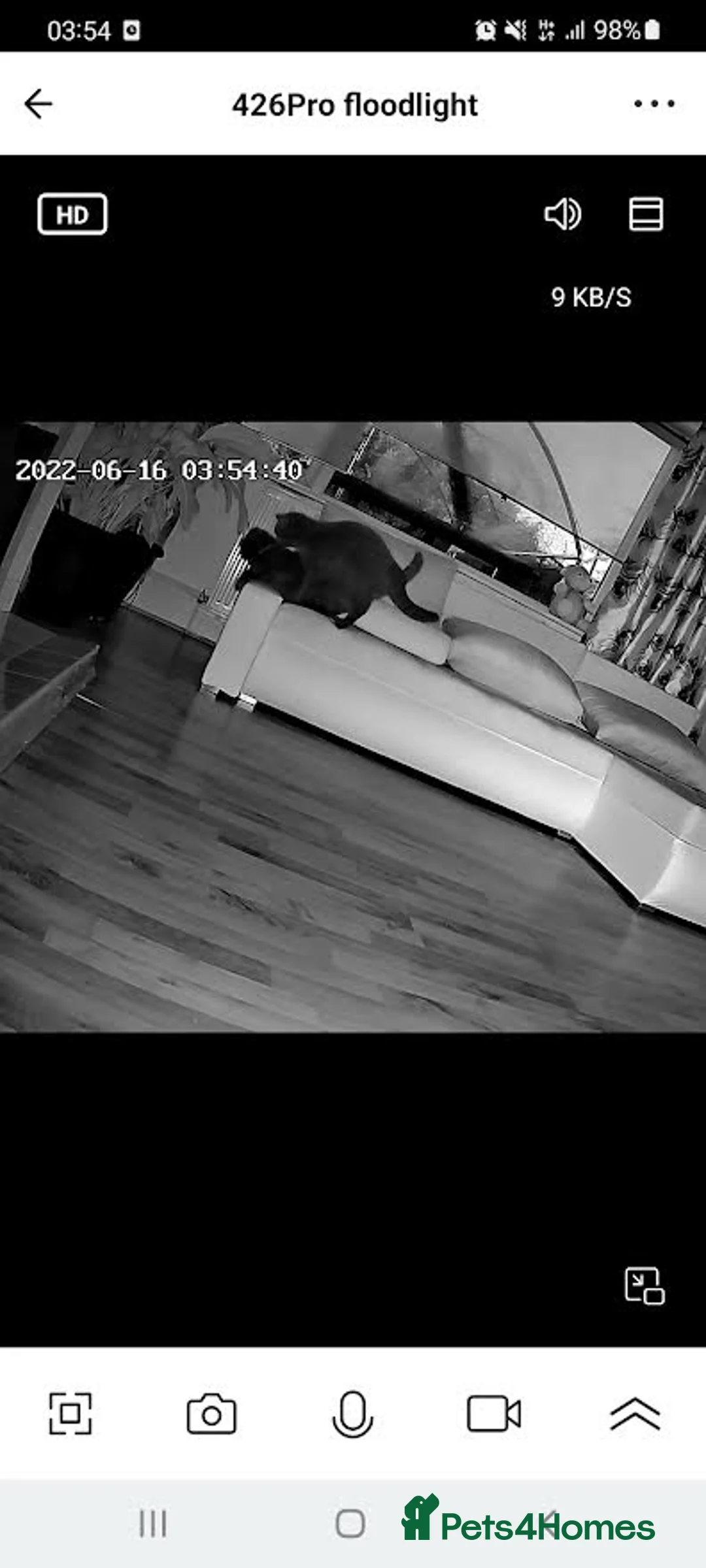 British Shorthair cats for stud: Perfect British Shorthair Stud in Leeds - Advert 16