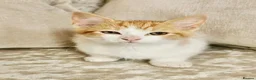 Mixed Breed cats for sale: Ragdoll X BSH Kittens - Advert 3
