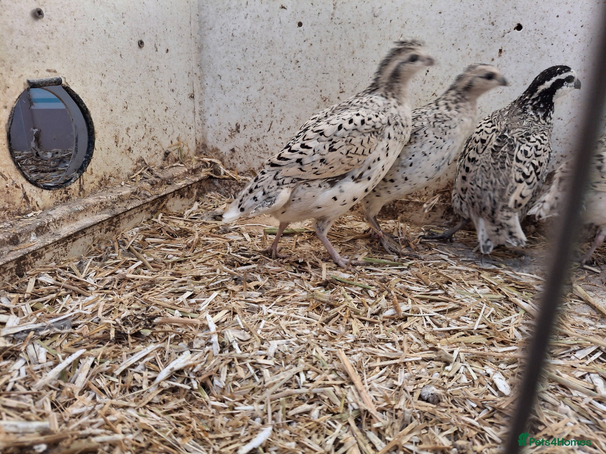 Quail poultry Snowflake - Advert 1