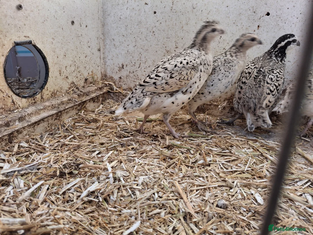 Quail poultry for sale: Snowflake - Advert 1