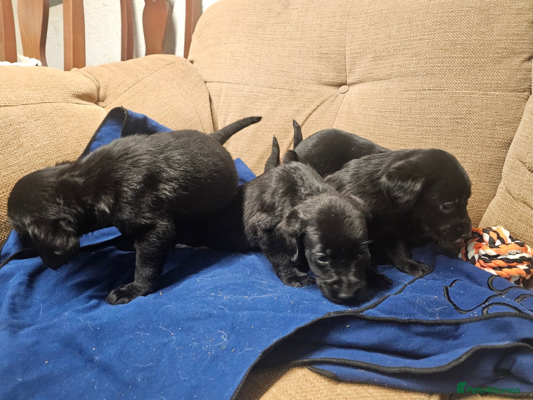 Mixed Breed dogs for sale: Labrador x Pointer Puppies - Advert 6