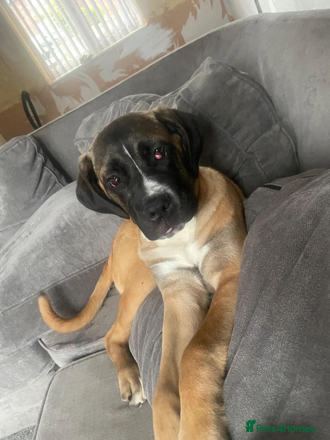 Cane Corso dogs for sale: 4 month male cane corso  - Advert 5