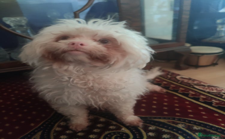 Maltese dogs in Glasgow - Advert 3