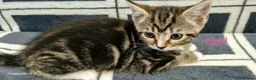 Mixed Breed cats for sale: 6 Beautiful Kittens - Advert 8