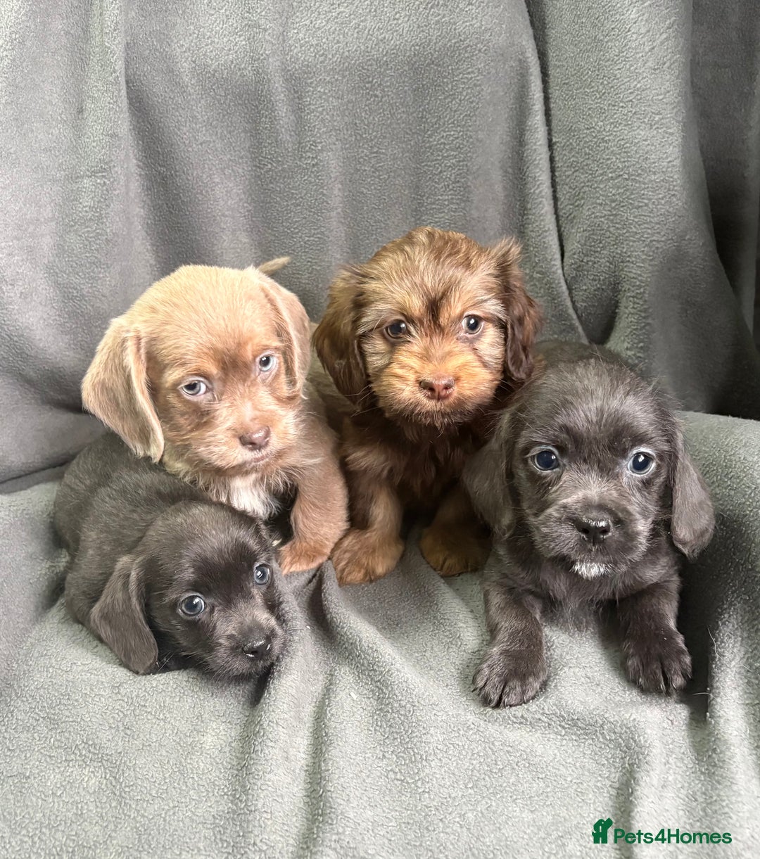 Mixed Breed dogs for sale: LOVELY LITTER OF SCHWEENIES  - Advert 1