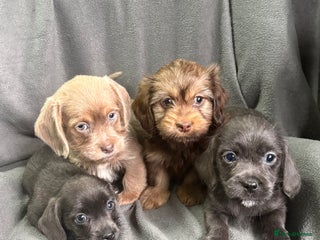Mixed Breed dogs LOVELY LITTER OF SCHWEENIES - Advert 1
