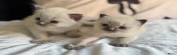 Ragdoll cats for sale: Polar and bear are available for reservation  in Sheffield - Advert 4