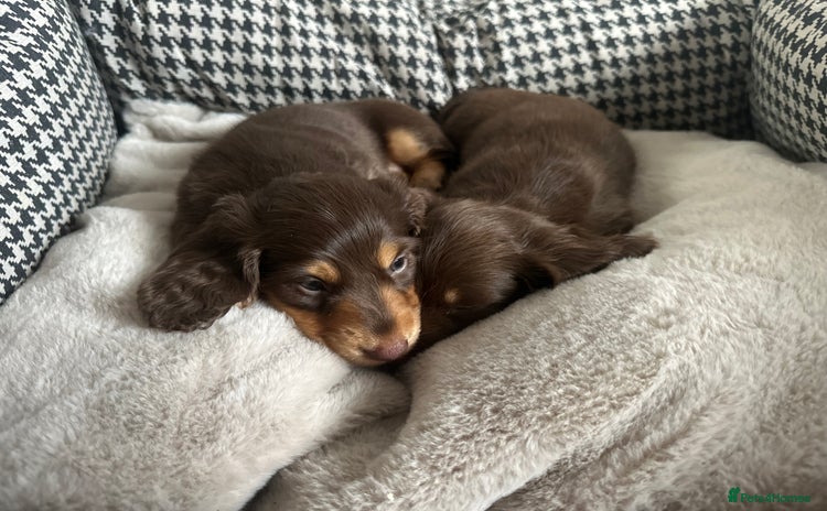 Miniature Dachshund dogs - Advert 4