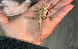 Bearded Dragon reptiles for sale: Bearded Dragon babies - Advert 16