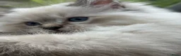 Ragdoll cats for sale: 💙🐾 2 Stunning TICA Ragdoll Boys 🐾💚 - Advert 35
