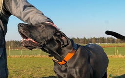 Great Dane dogs for sale: Great Dane puppies - Image 20
