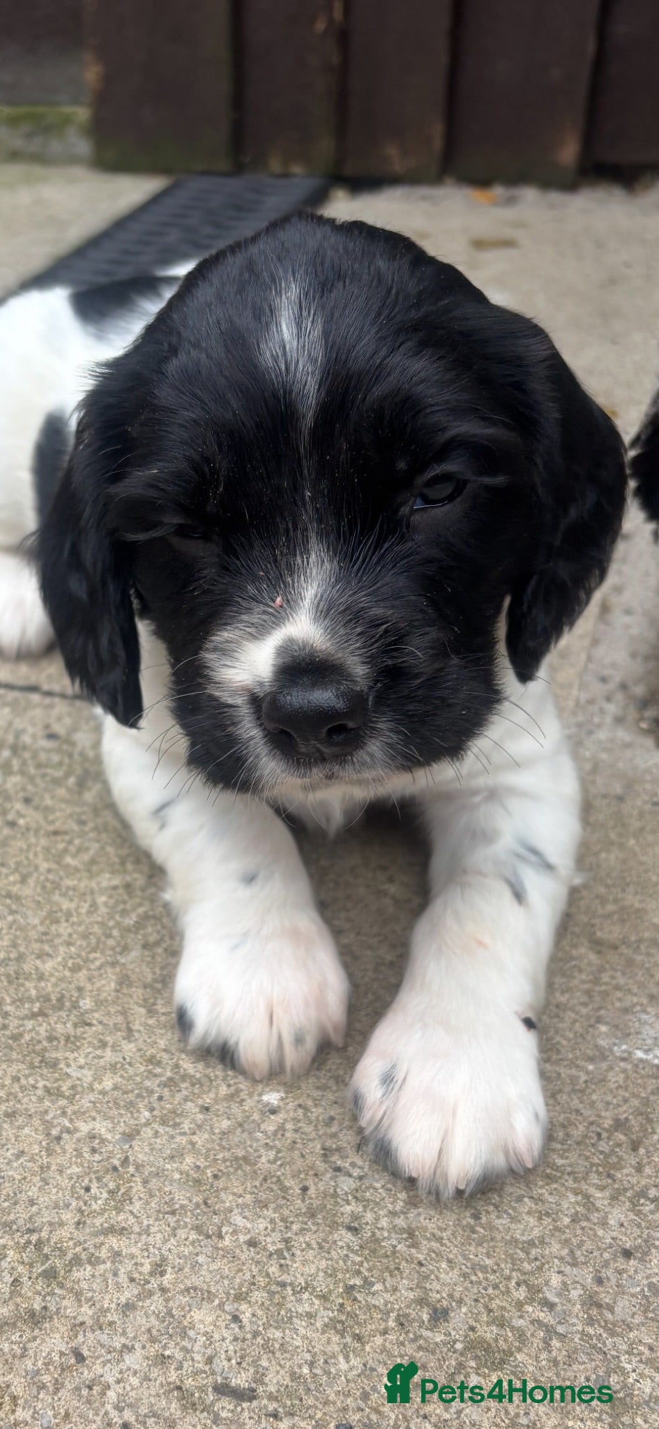 English Springer Spaniel dogs STUNNING GIRL AVAILABLE  - Advert 1