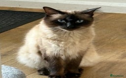 Ragdoll cats for sale: Stunning Ragdoll kittens ready for forever home - Image 7
