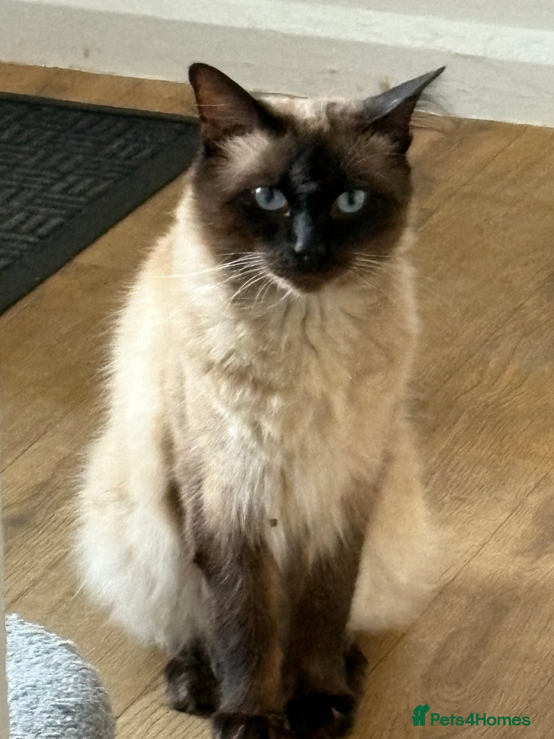 Ragdoll cats for sale: Stunning Ragdoll kittens ready for forever home - Image 7