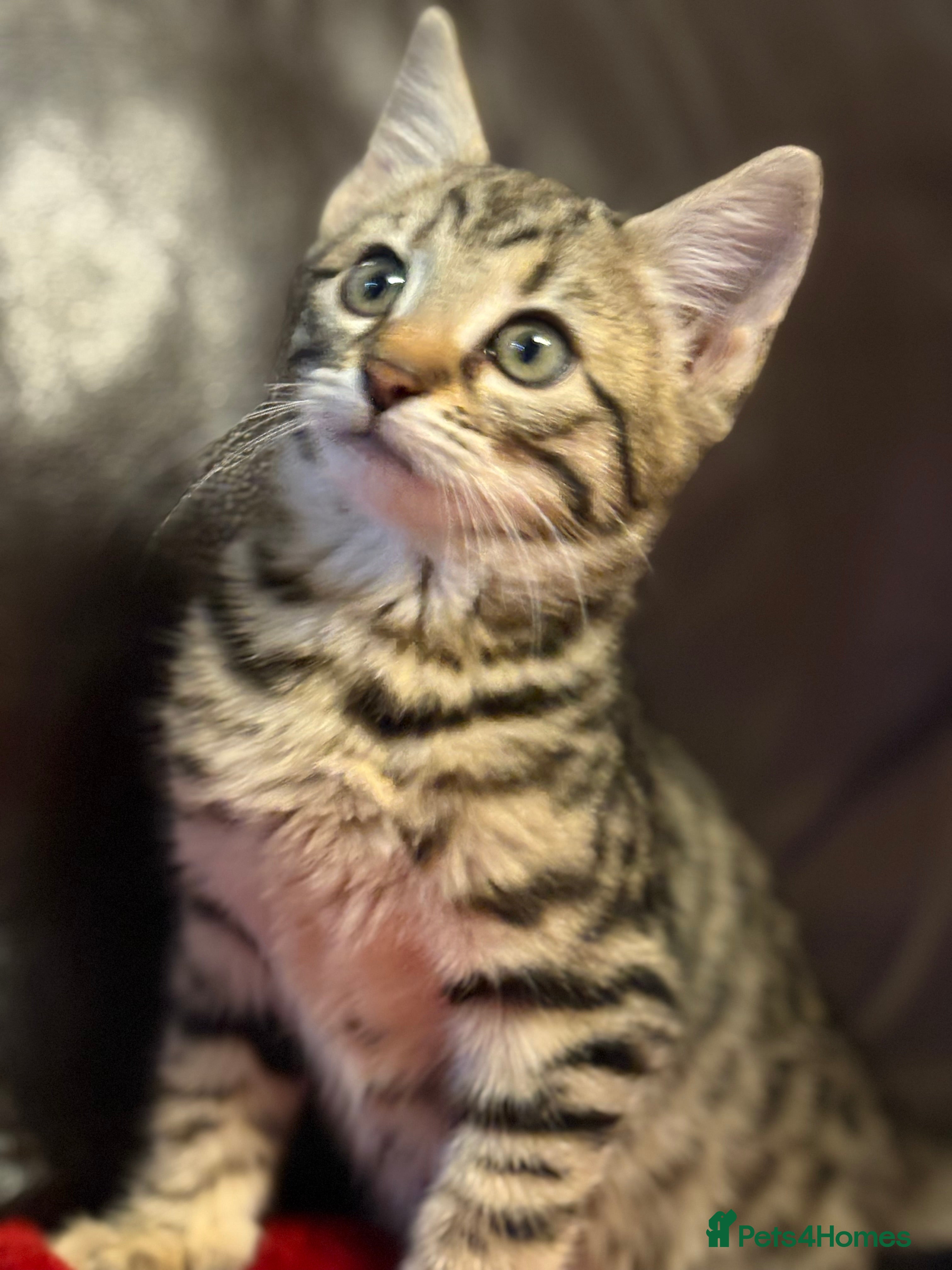 Bengal cats Beautiful bengal female ready now  - Advert 1