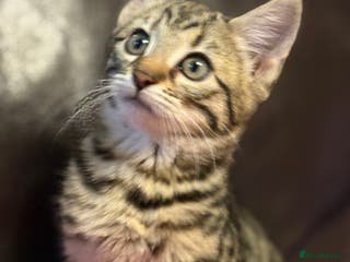 Bengal cats Beautiful bengal female ready now - Advert 17