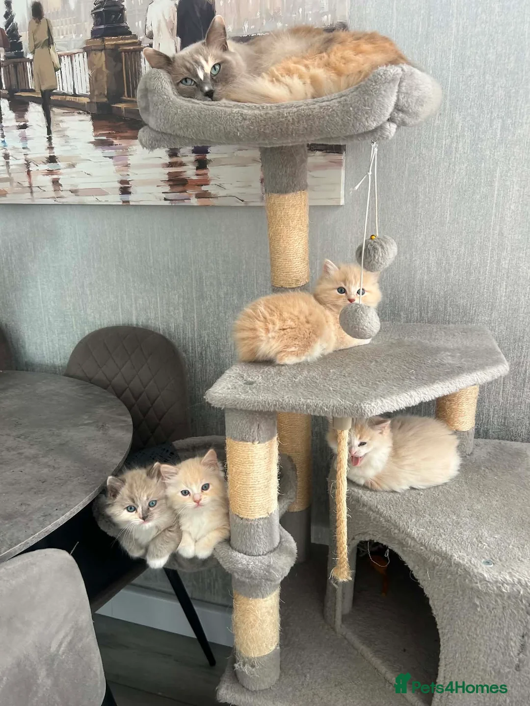 Ragcoon cats for sale: ragcoons  in Aberdeen - Advert 1