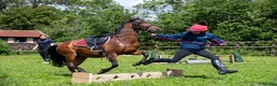 Caspian horse horses for sale: Ant (Rudaki Anthony) in Evesham - Advert 6