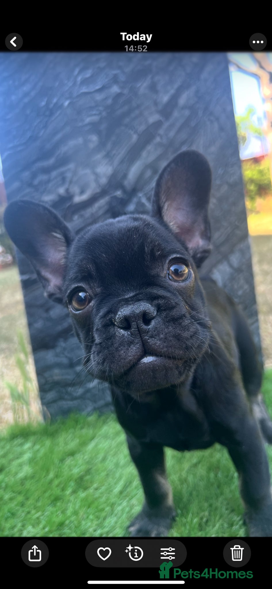 French Bulldog dogs for sale: French bulldog puppys  - Advert 4