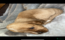Cavapoo dogs for sale: Cavapoo - Image 8