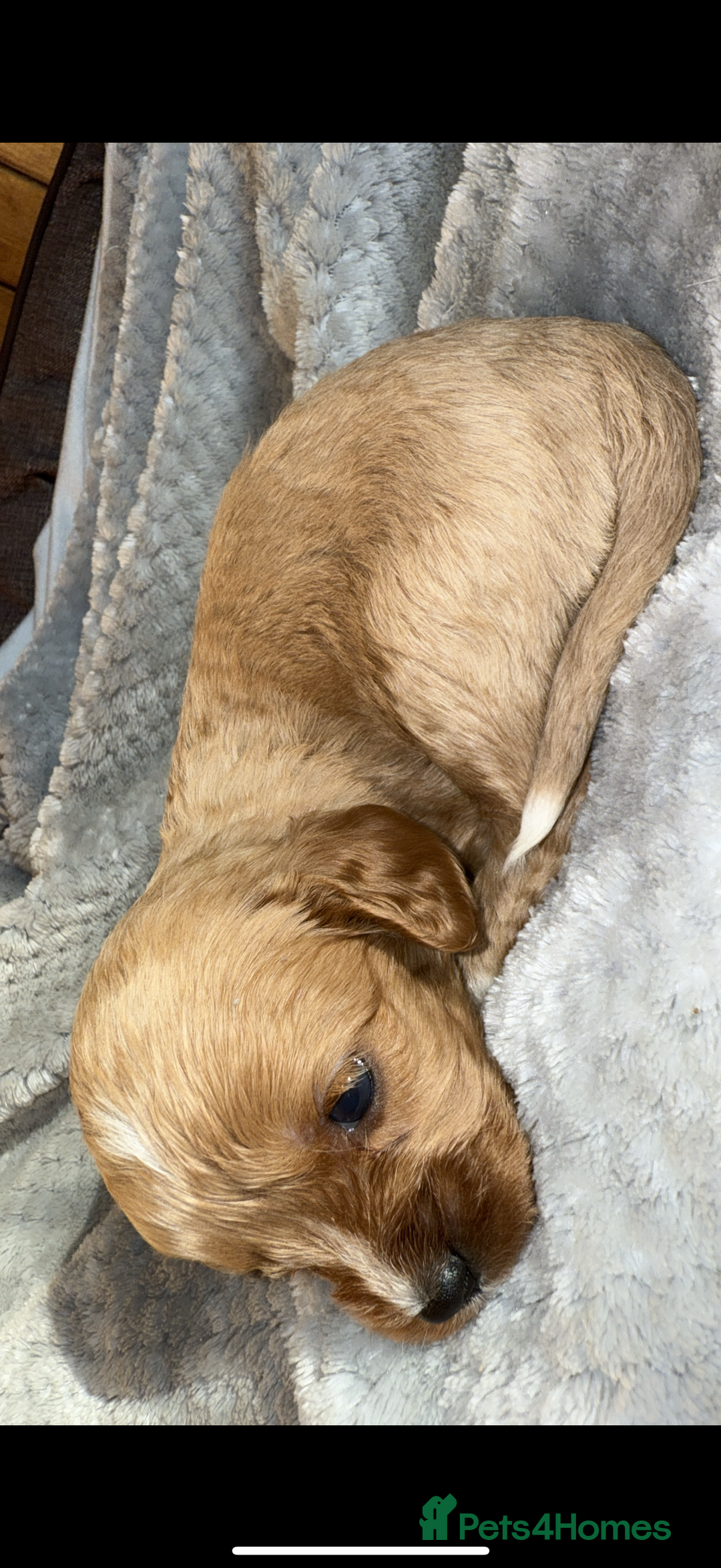 Cavapoo dogs for sale: Cavapoo - Image 8