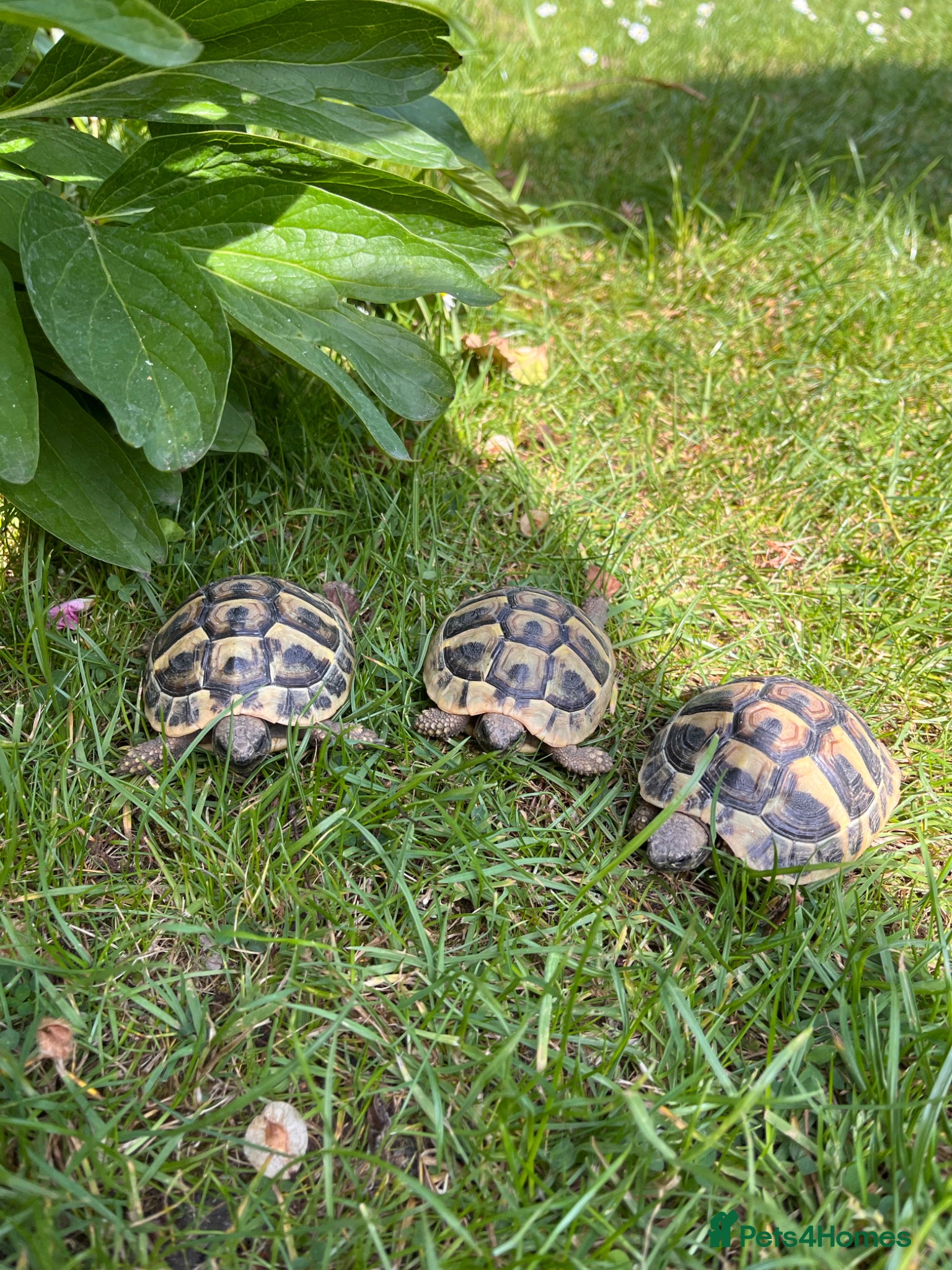 Tortoise reptiles Stunning baby Hermann Tortoises CB in the UK - Advert 2