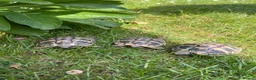Tortoise reptiles for sale: **LAST FEW**Stunning baby Hermann Tortoises CB/UK - Advert 15