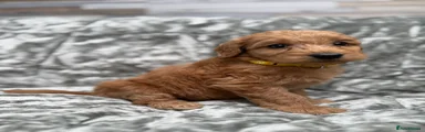 RESERVED Maple - Yellow Collar