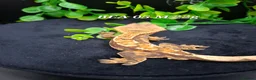 Gecko reptiles for sale: Beautiful Crested Geckos ready for new homes  - Advert 7