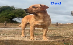 Labrador Retriever dogs for sale: 🐕 KC Reg Red, Golden & Champagne Labrador Puppys - Image 3