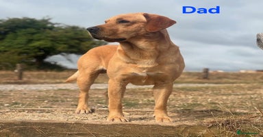 Labrador Retriever dogs - Advert 10