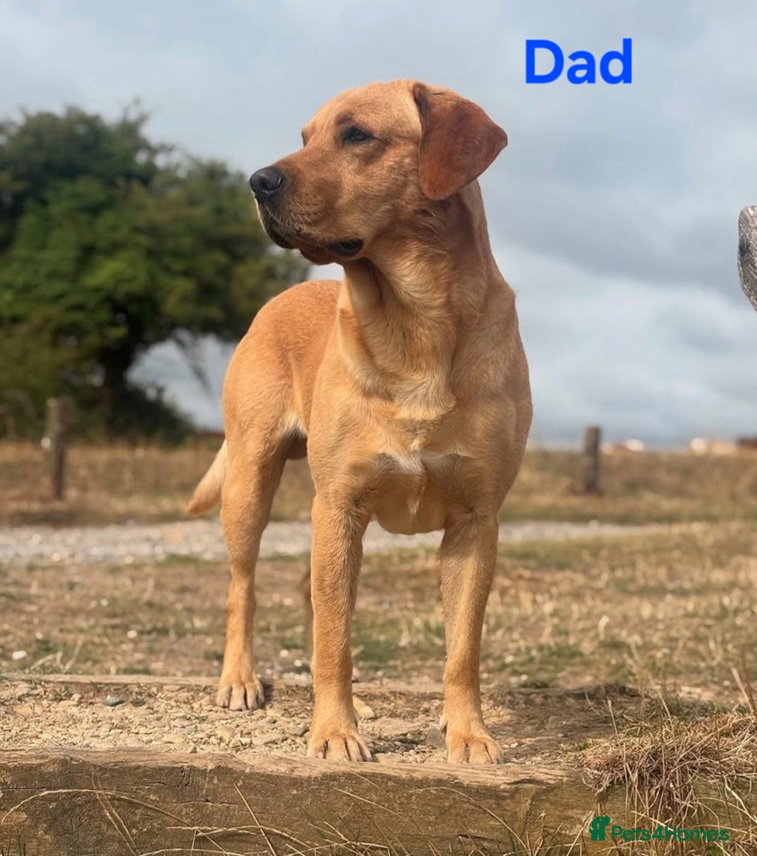 Labrador Retriever dogs for sale: 🐕 KC Reg Red, Golden & Champagne Labrador Puppys - Image 3
