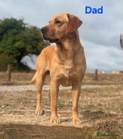 Labrador Retriever dogs - Advert 10