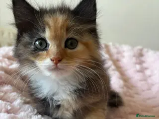 Mixed Breed cats Beautiful Fluffy Kittens - Advert 9