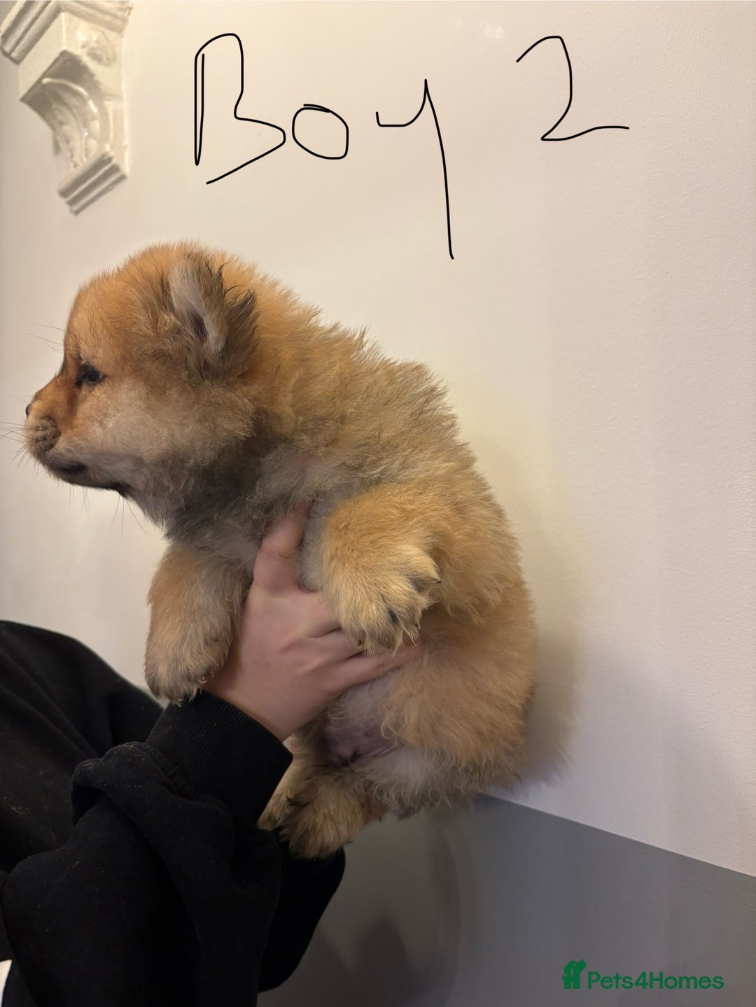 Chow Chow dogs for sale:  🐾 Exclusive Chow Chow Puppies  - Advert 21