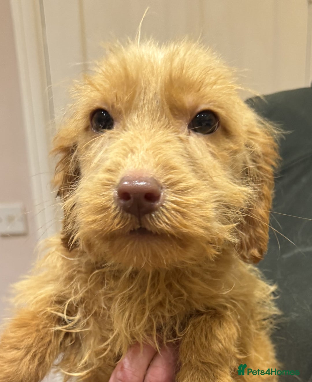 Labradoodle dogs for sale: 5* Fully Vaccinated Australian Labradoodle x Lab - Advert 24