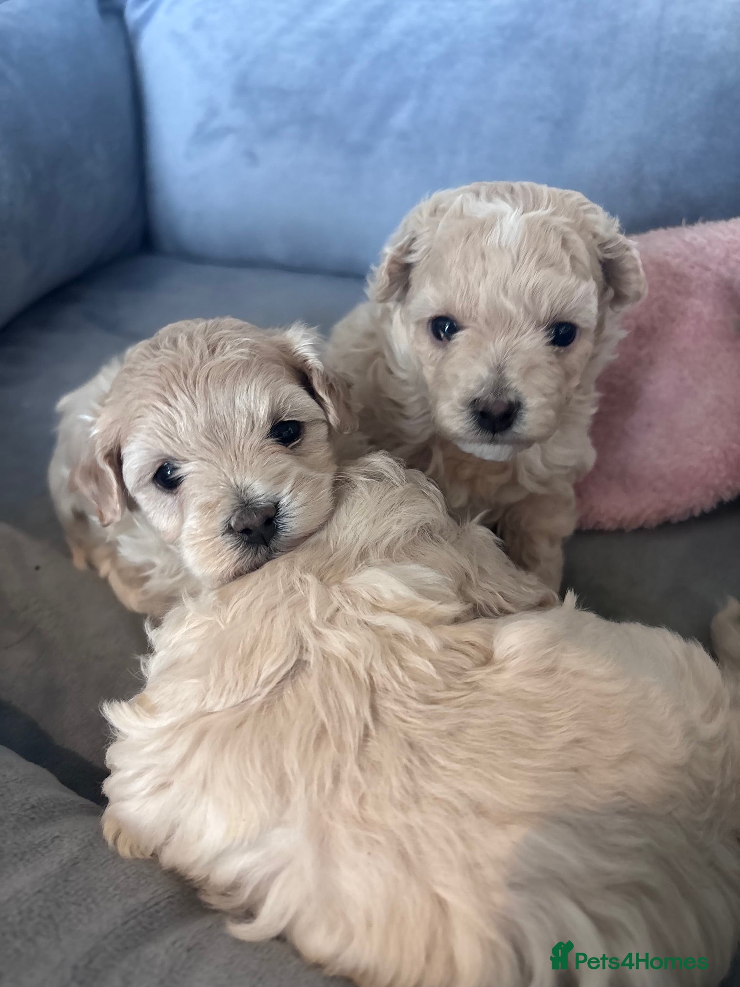 Mixed Breed dogs Poochon white/Beige (2Girls 1Boy available) - Advert 2