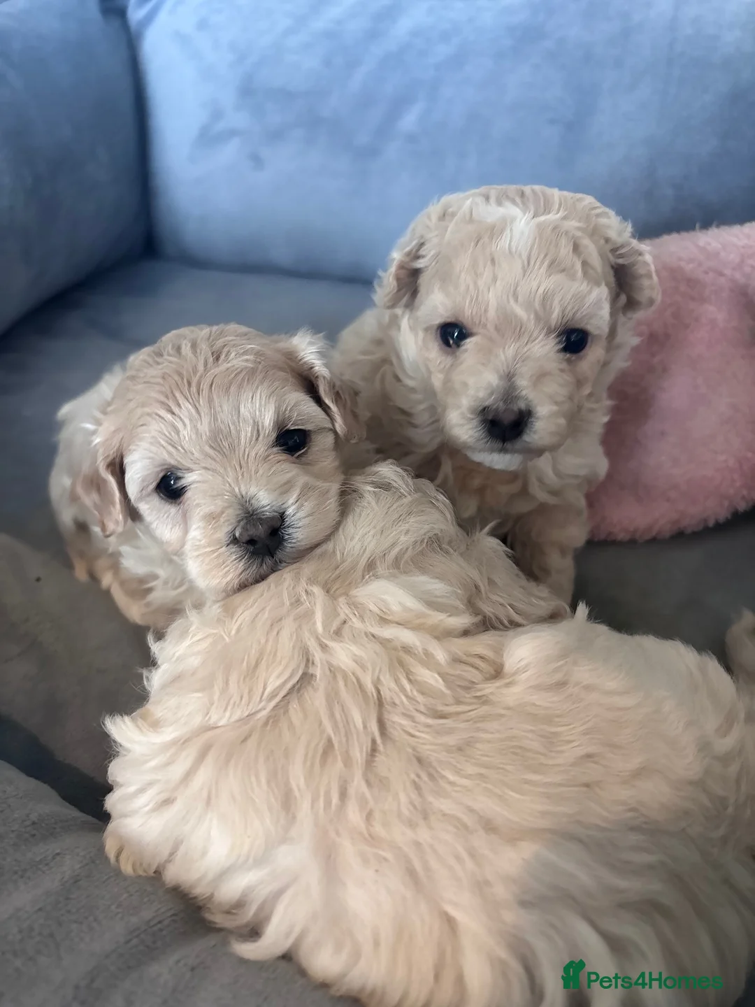Mixed Breed dogs for sale: Poochon white/Beige (2Girls 1Boy available) - Advert 1