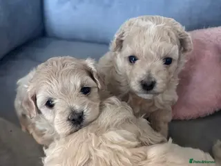 Mixed Breed dogs Poochon white/Beige (2Girls 1Boy available) - Advert 2