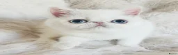 Exotic cats for sale: Extremely rare exotic shorthair kittens  - Advert 12